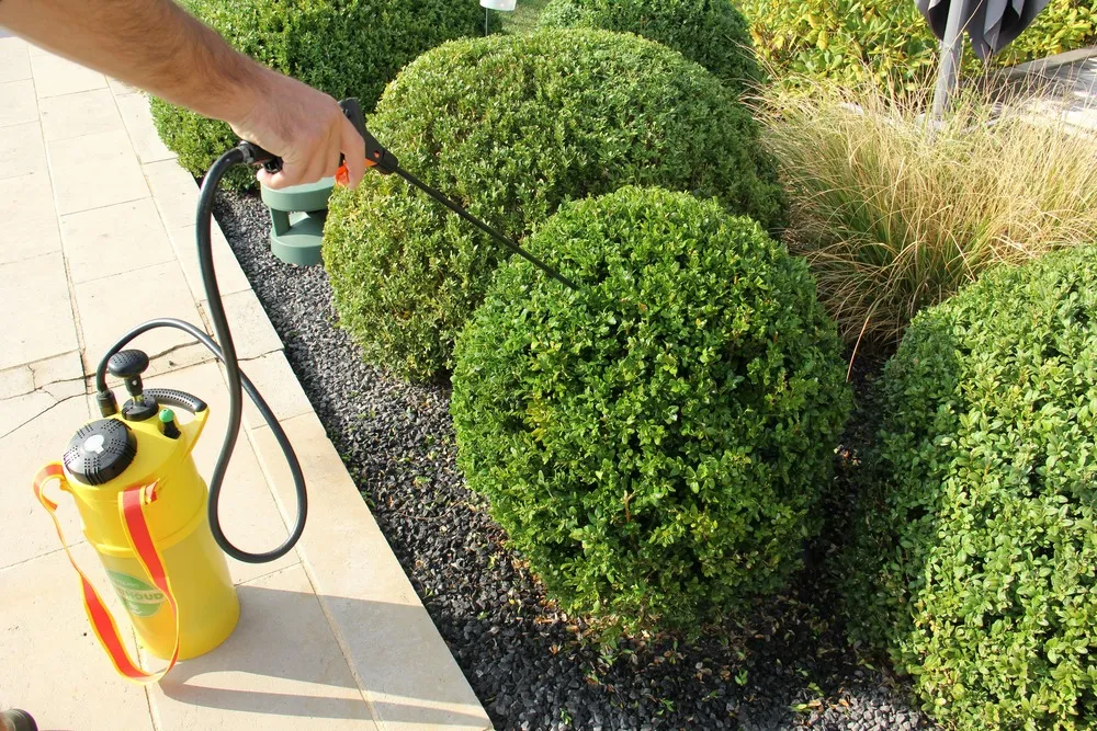 Sopiflor - mini-pièges jaunes moucherons discret pour plantes d'intéri